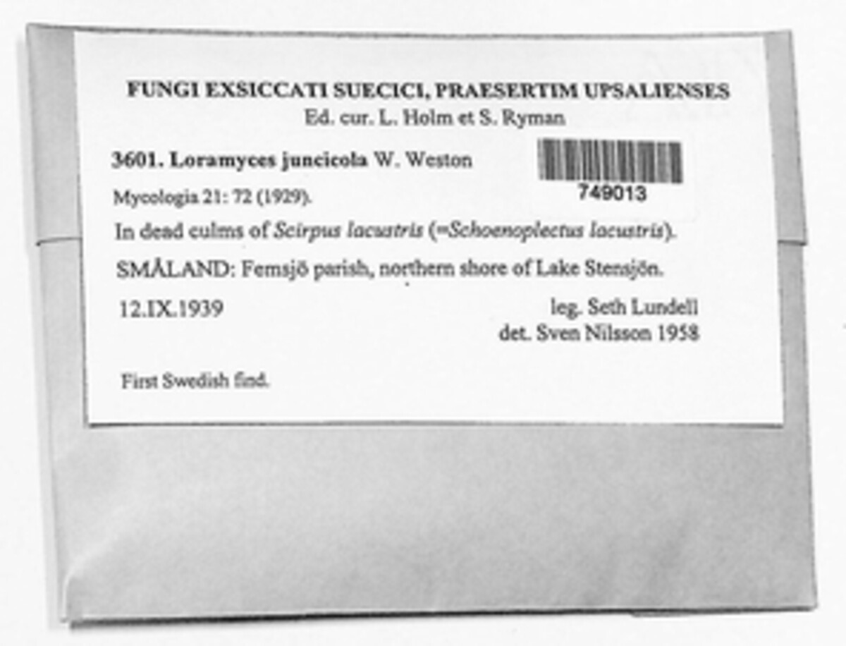 Loramycetaceae image